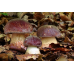 Мицелий Белого гриба соснового (Boletus pinophilus) 
